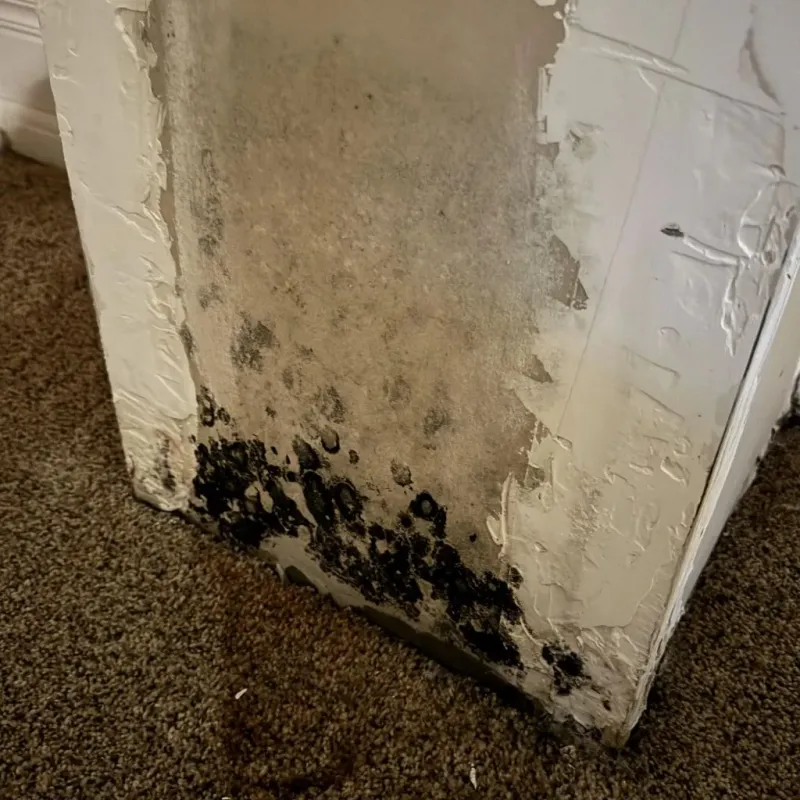 Professional Mold Removal in Kenly, NC